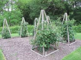 For one, they help clear out the messy vines that crawl all over the place. 10 Cheap And Easy Diy Tomato Cages Gardeners Magazine