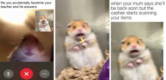If you're ever feeling down just look at this video. Scared Hamster Meme Where Did It Actually Come From And Is It Real