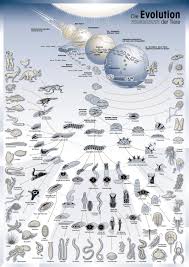 what do you think of this evolution graphic flowingdata