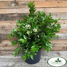 Image result for Ligustrum