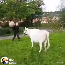Amerh On Instagram عزيزتي الحلوه لا عاد تزعلي لو احد قال عنك بقره البقره تطوره وصاره تلعب كوره اكسبلور من Cute Cows Cute Baby Animals Animals
