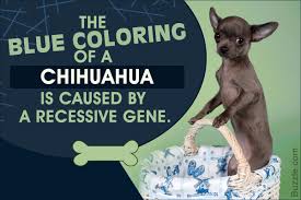 Things To Know About The Blue Chihuahua Before Getting One As A Pet Pet Ponder