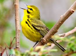 Washington dc is not a state. Tips On How To Identify A Bird Bird Watcher S Digest