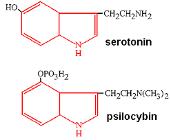 Картинки по запросу серотонин