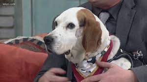 All dog's must leave the apl on a leash. Adopt A Pet General Wkyc Com