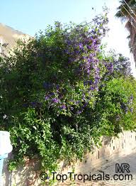 Image result for Solanum tettense