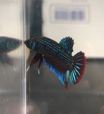 Live Imported Betta Fish Male N Female Wild Caught Betta Imbellis Betta Siamese Fighting Fish Betta Fish