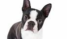 PuppyFind | Boston Terrier Puppies for Sale