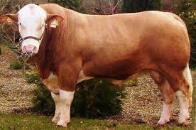 Sapi Limousin