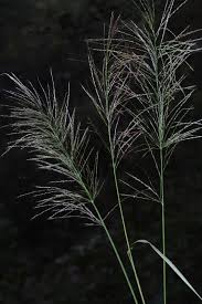 Image result for Arundinella