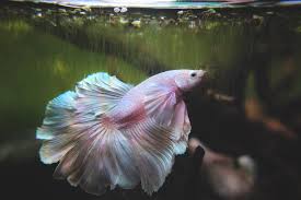 Betta fish can have very different personalities, some are more aggressive than others and may tend to the betta is a fish with lots of vibrant colors so when selecting tank mates to keep with male. Pink Alicorn Platinum Dumbo Rosetail Male Betta Splendens Fish Album On Imgur