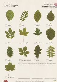 This Leaf Scavenger Hunt Can Engage Kids In Preschool Kindergarten 1st And 2nd Grade In Forest School Activities Tree Leaf Identification Leaf Identification