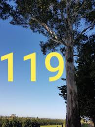 Angel Number 119 Meaning and Why You Are Seeing Divine Signs, Repeating  Number Sequence and Synchronicity.