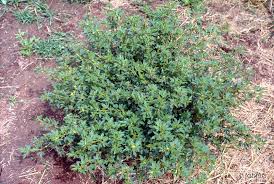 Image result for Stylosanthes