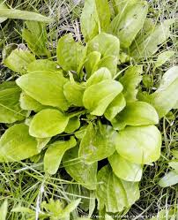 ==> pakan alternatif kambing selain rumput jika kambingnya sudah banyak, bikin pakan fermentasi. Herba Liar Boleh Dimakan Tumbuhan Liar Tumbuhan Yang Boleh Dimakan Liar Resipi