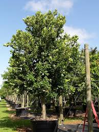 Image result for Calophyllum inophyllum