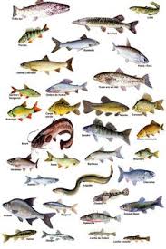 Epingle Sur Parlez Vocabulaire