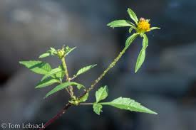 Image result for Bidens flagellata