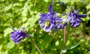 Akelei Zur Blutezeit In Unserem Garten Im Mai 2018 Akelei Pflanzen Garten