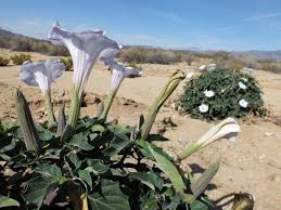 Image result for Datura