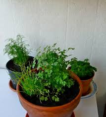 La culture des herbes aromatiques n'est pas seulement réservée aux propriétaires de potagers. Realiser Un Mini Jardin D Interieur En Cultivant Des Plantes Aromatiques Consommer Durable
