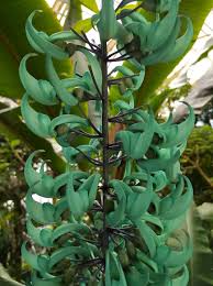 Image result for Strongylodon macrobotrys