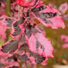 Image result for Fagonia isotricha