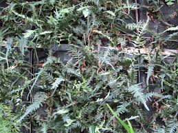 Image result for Asplenium uschiae