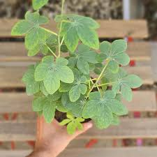 Image result for Adenia glauca