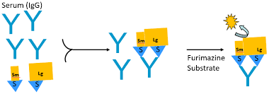 Advancing Luciferase-Based Antibody Immunoassays to Next-Generation Mix and  Read Testing