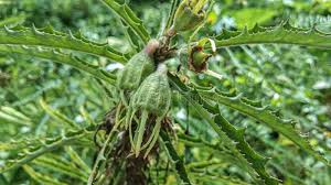 Image result for Acanthus montanus