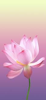 Wallpaper Iphone X Wallpaper Natur Blumen Exotische Blumen Blumen Hintergrunde