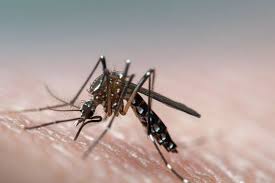 About the disease and emerging vaccines. The Fiji Times No Dengue Outbreak But Health Ministry Worried About Northern Division