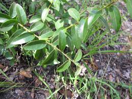 Image result for Paropsia brazzeana