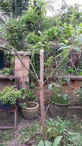 Turi merupakan salah satu tumbuhan herbal yang banyak tumbuh di berbagai daerah tropis di dunia termasuk indonesia. Dr Hamid Arshat Daun Turi Sejenis Sayur Tradisional Yang Facebook