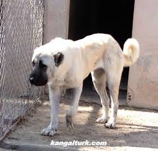 Kangal Turk Turkiye Nin Kangali Kangal Kopegi Kopek