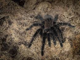 Top 15 Tarantulas For Beginners Tarantula Good Color Combinations Pet Dogs