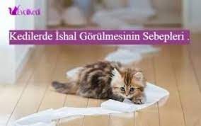 kediler genel olarak kuru mama ile beslenmektedirler bunun yani sira kedilerin zaman icerisinde farkli tatlari denemesine rastlanmaktadir daha kedi cil oya
