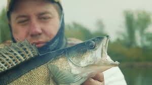 78 Zander Stock Videos, Footage, & 4K Video Clips