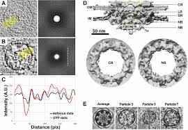 Now play the world's most popular word game and test your vocabulary for free! Visualizing The Molecular Sociology At The Hela Cell Nuclear Periphery Science