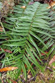 Image result for Pteris vittata