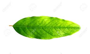 Free for commercial use no attribution required high quality images. The Leaves Of The Pomegranate Tree Stock Photo Picture And Royalty Free Image Image 63669739