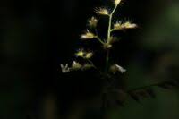 Image result for Pseudechinolaena polystachya