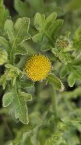 Image result for Grangea maderaspatana