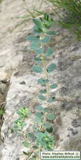 Image result for Andrachne ovalis