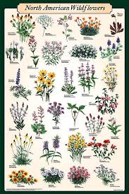North American Wildflowers Poster By Feenixx Publishing Plants Wild Flowers Wildflower Tattoo