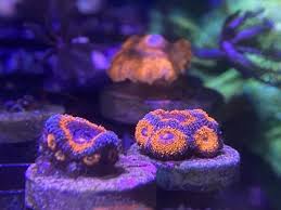 Powerball bounce mushroom / powerball bounce mushroom c$600.00 · lapestrea frag10+ polyp. Corlas For Sale Nj Reef Club