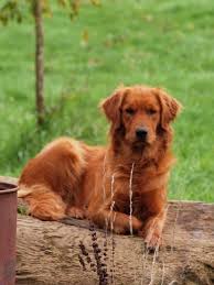 Guess The Breed Dog Edition Dogs Golden Retriever Golden Retriever Red Retriever Puppy