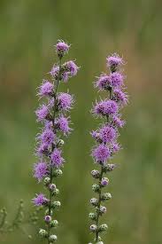 Image result for Nesaea aspera