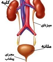 دستگاه دفع ادرار